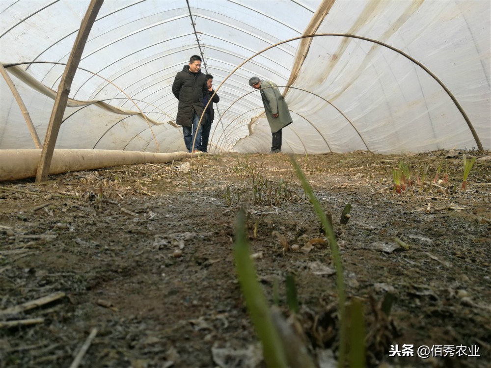 无公害韭菜灭蛆方法,韭菜有蛆用什么农药最有效