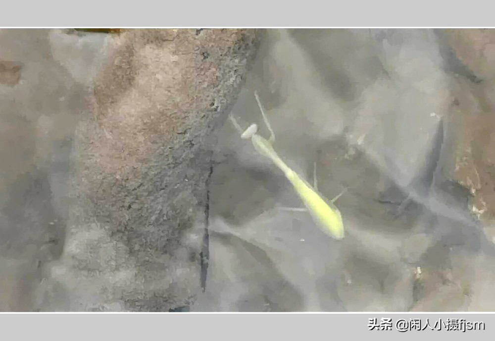 被铁线虫寄生了螳螂如何拯救,是不是每个螳螂都会被铁线虫寄生