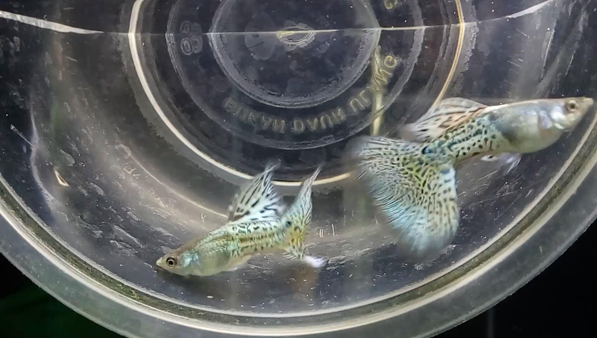 给观赏鱼治病用什么盐,鱼盐可以治疗孔雀鱼烂身吗