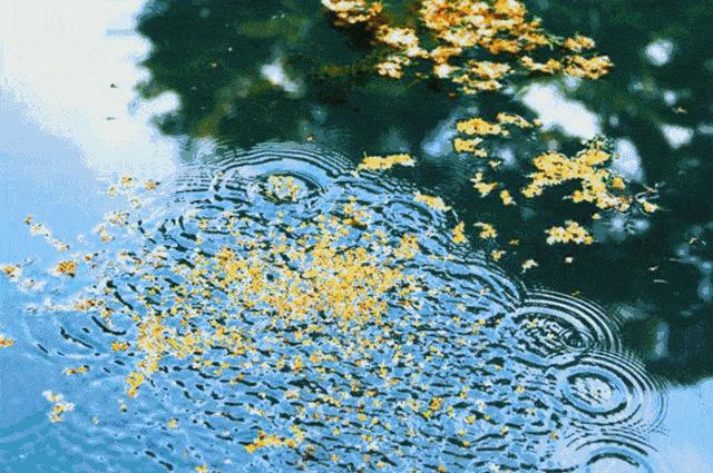 徐州市区桂花地图上线，能看又能吃！趁着十一假期快去吧