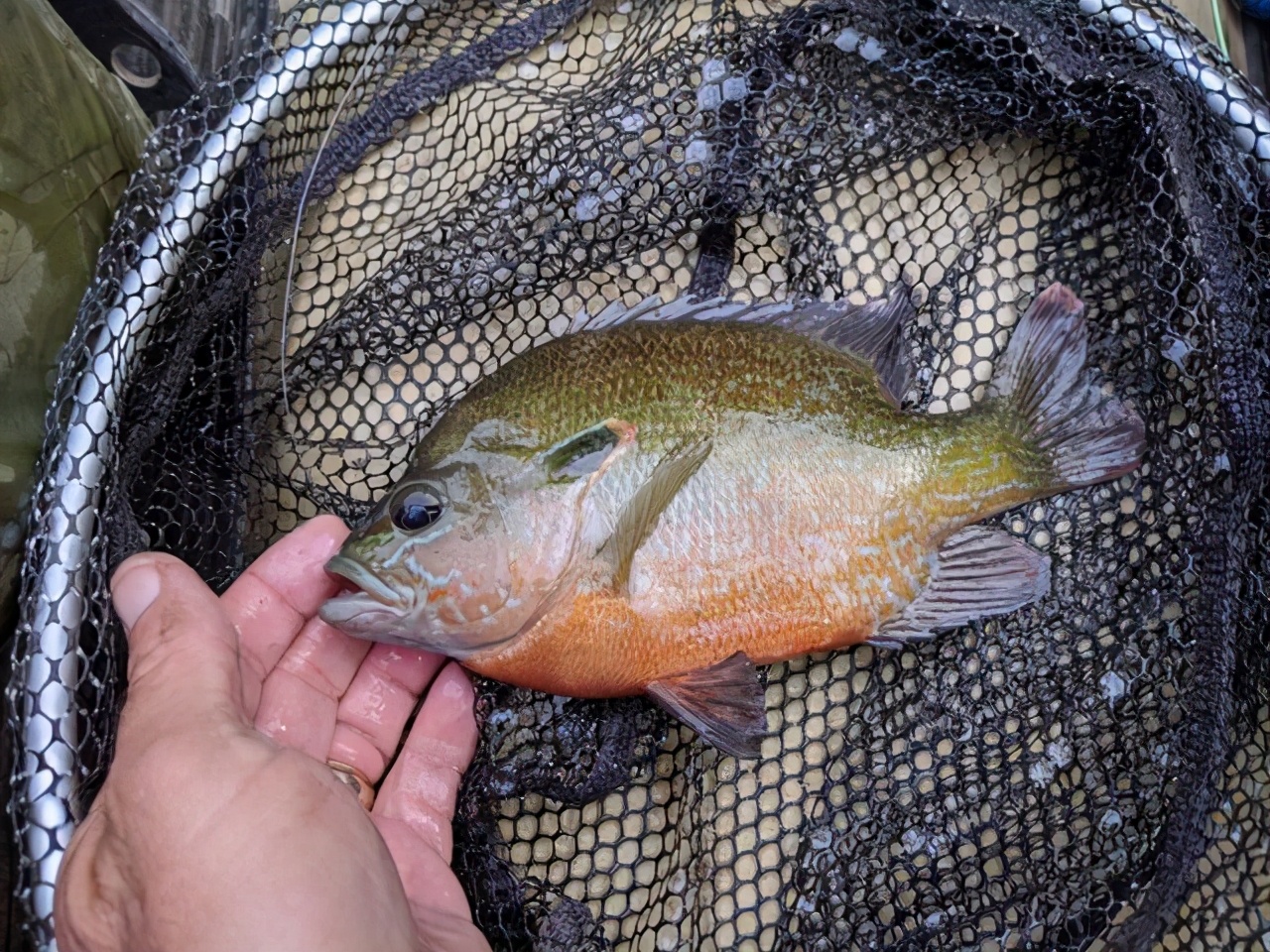 太阳鱼在中国能泛滥成灾吗,太阳鱼入侵的危险