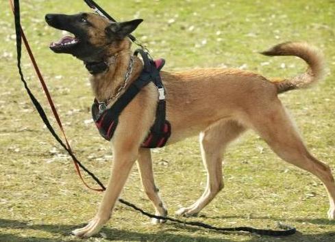 马犬与德牧哪个好饲养,马犬和德牧哪个更适合城市饲养