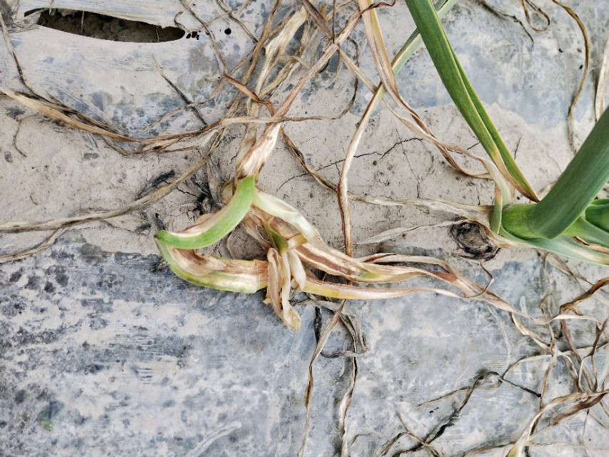 细菌性软腐病大蒜根部会烂吗,治疗大蒜软腐病的首选药剂是