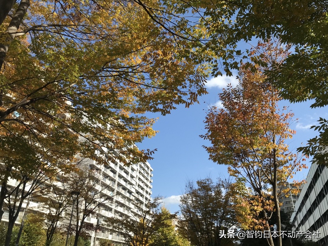 不懂日文能在日本生活吗,在日本生活的真实视频