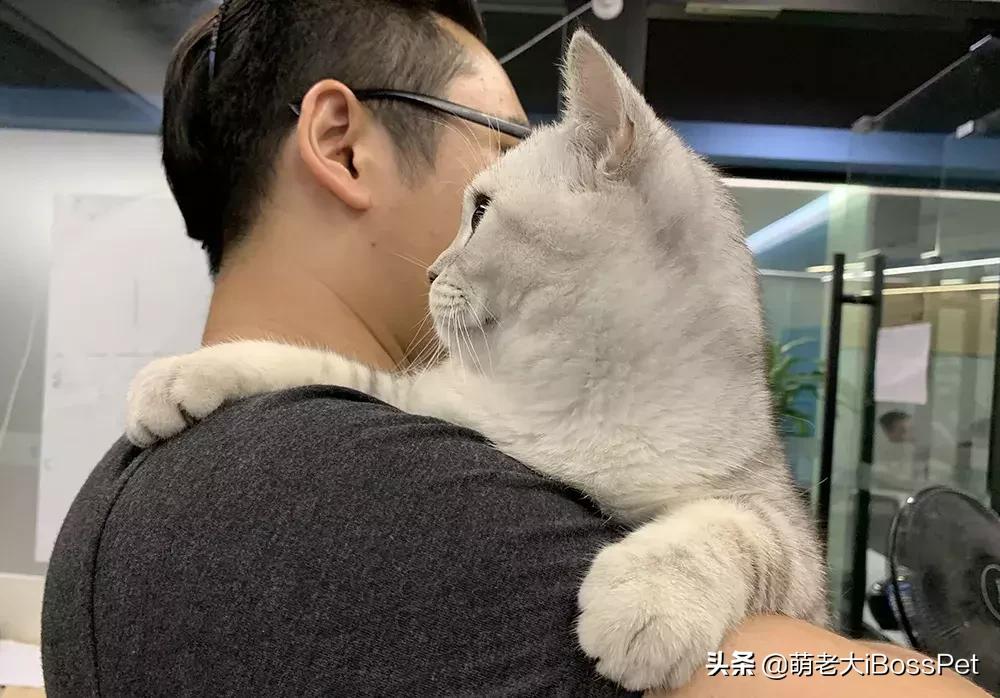 抱猫咪的正确方法,猫咪怎么抱才是正确方式
