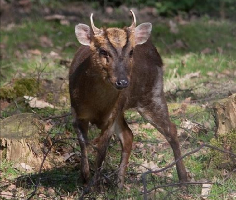 野生山麂子，小巧秀丽中透着灵动和机警，使人赏识和怜惜