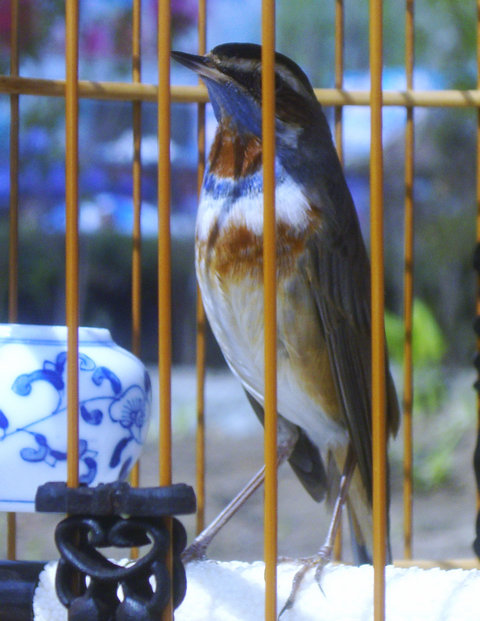 为什么说靛颏鸟是鸟中君子,鸟中君子蓝靛颏