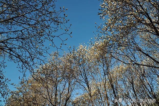 济南春季赏花自驾,济南踏青赏花新模式