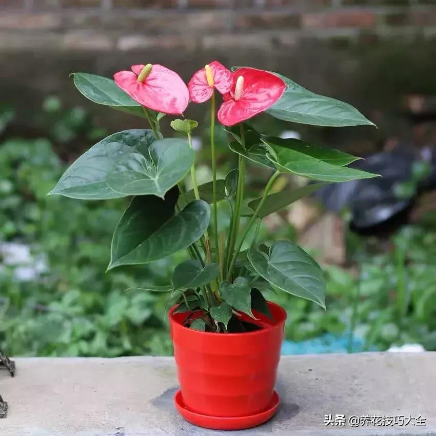 家里适合养几盆红掌,红掌养阳台招财吗