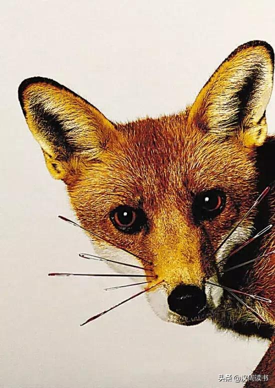 汉武帝对胡人献上的神兽,汉武帝神兽老虎