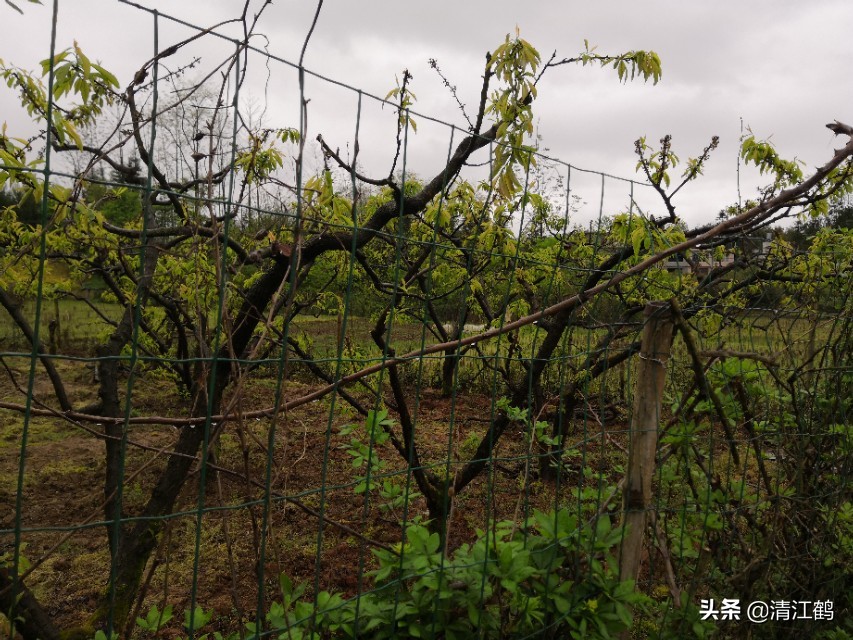 保果肥的最快解决方法,贪吃一口竟然带来这样的后果