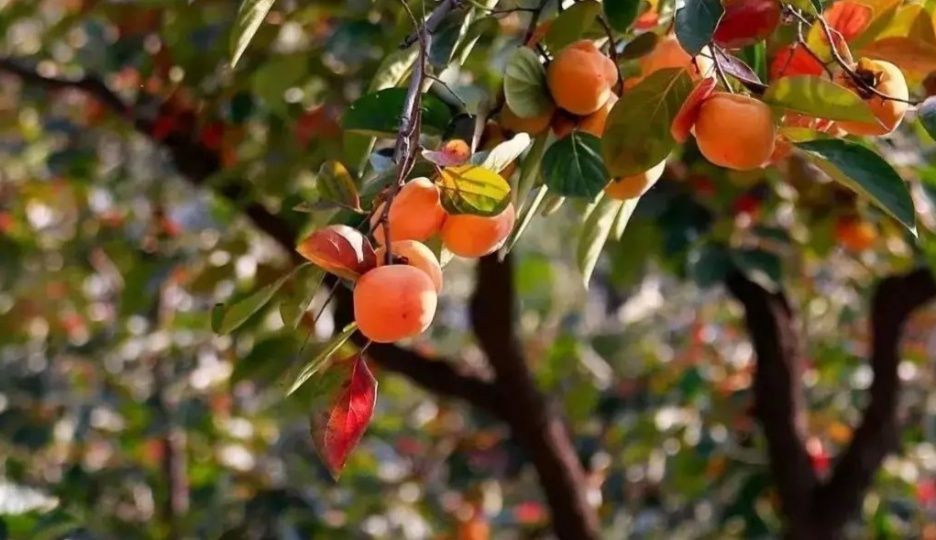 什么树是吉祥树,什么树寓意好又好养活