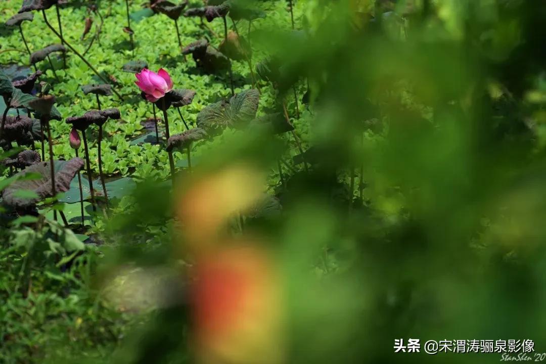 令人振奋的宾得HDPENTAXDFA*85mmF/1.4EDSDMAW