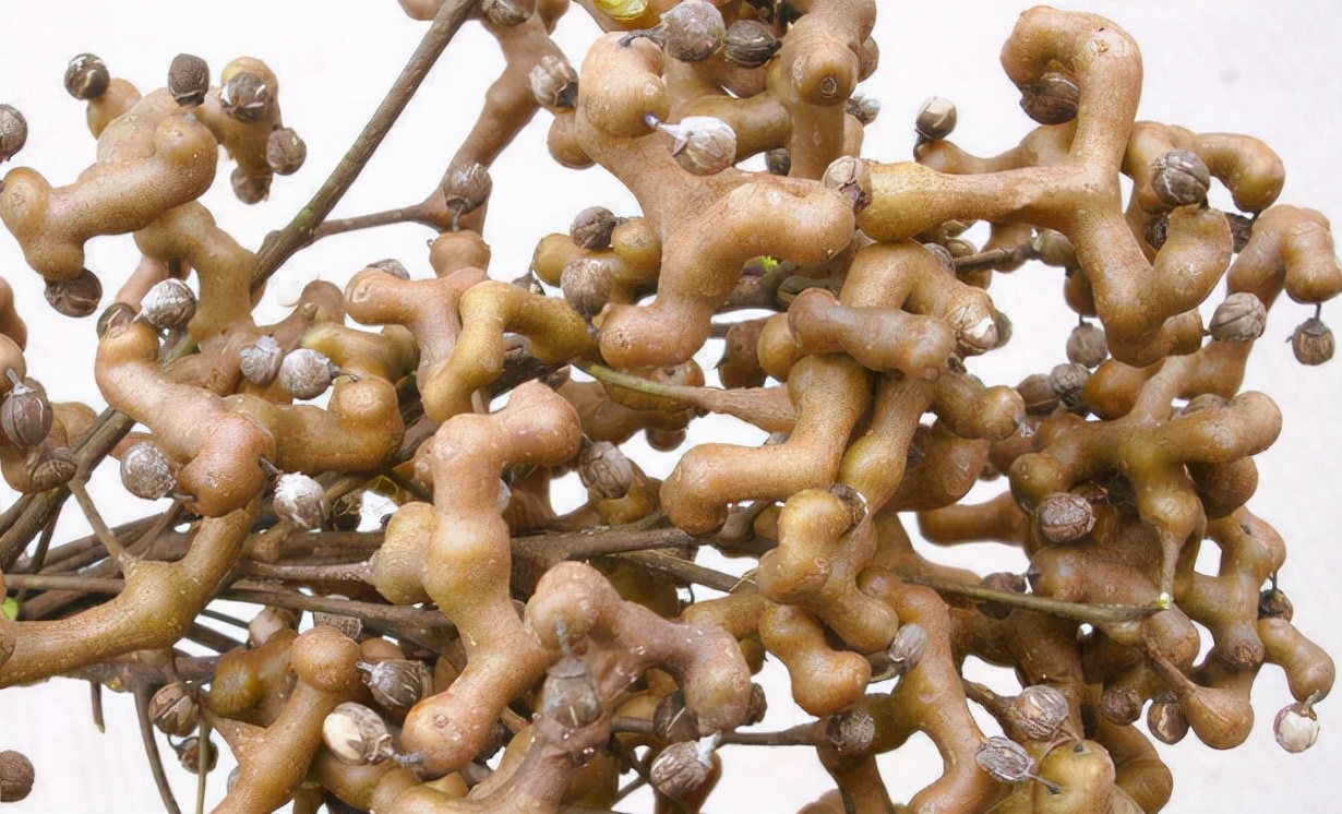 拐枣的形状与价值,拐枣骨鸡爪