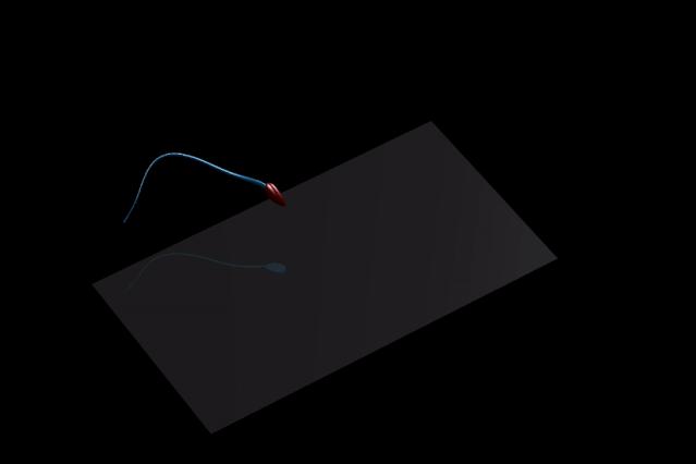 人类的精子是如何来的,人类精子从何而来