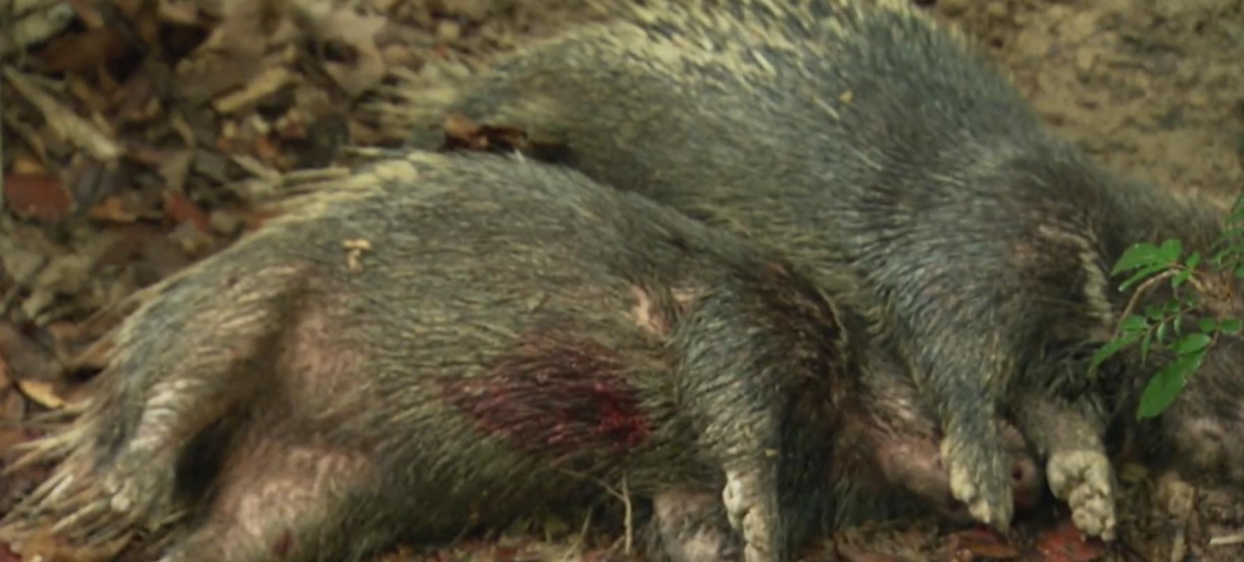 黄喉捕猎猴子全过程,野外捕杀猴子纪录片