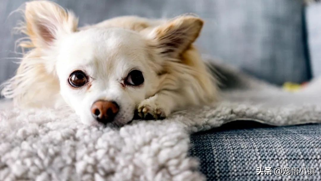 给宠物用药一定要慎用宠物抗生素,给宠物用的止痛药