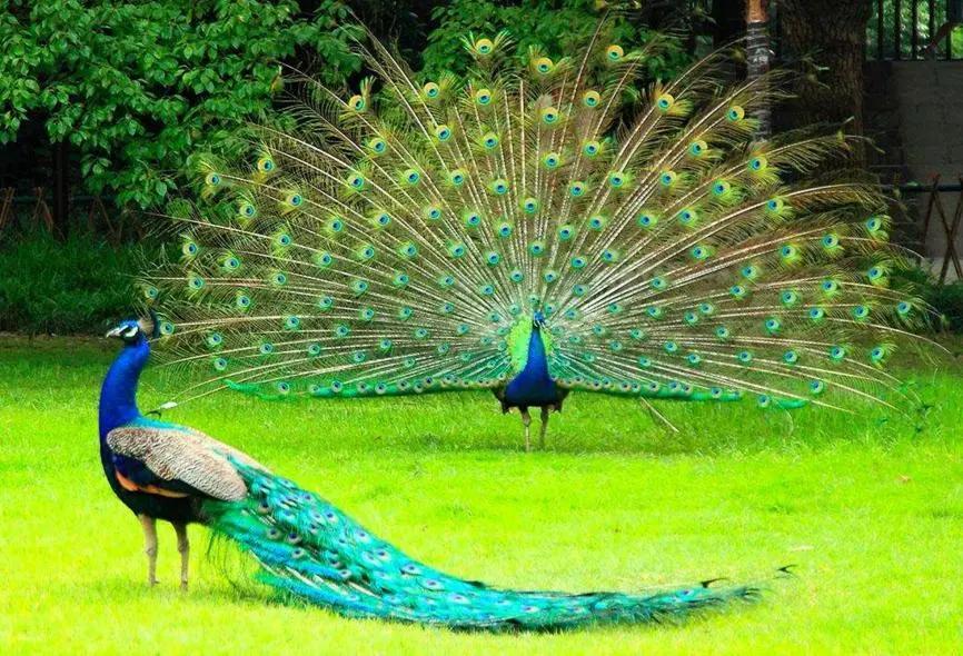 绘画教程梦幻,美丽的孔雀绘画步骤