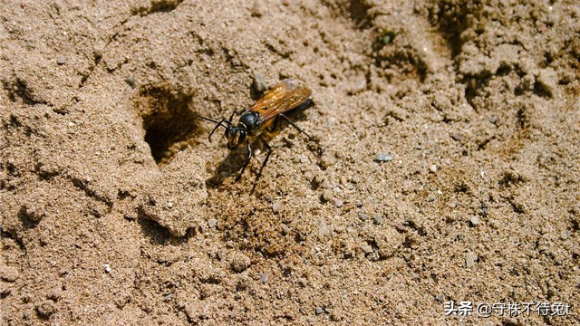 抓癞蛤蟆手上长的疙瘩叫什么,摸了癞蛤蟆手上长的小疙瘩