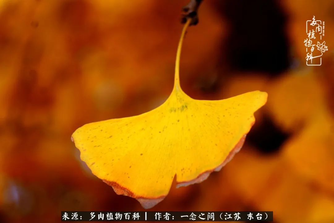 一见多肉误终生,一见多肉误终生从此钱包成路人