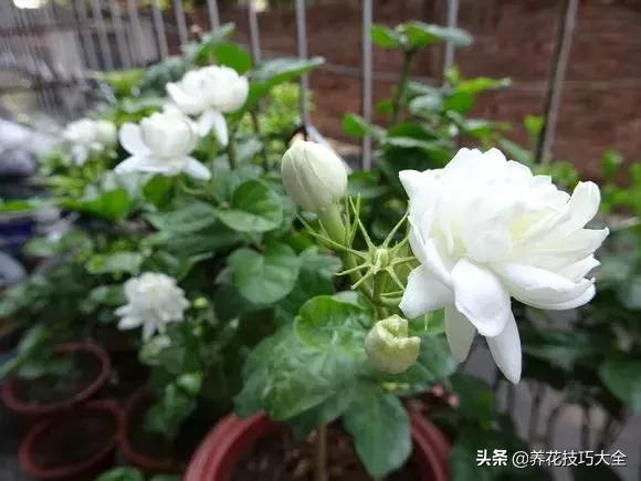 花土是碱性用什么肥,怎么知道花土是酸性还是碱性