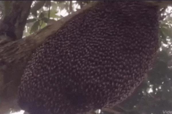 女生防狼术gif,姑娘防狼术视频