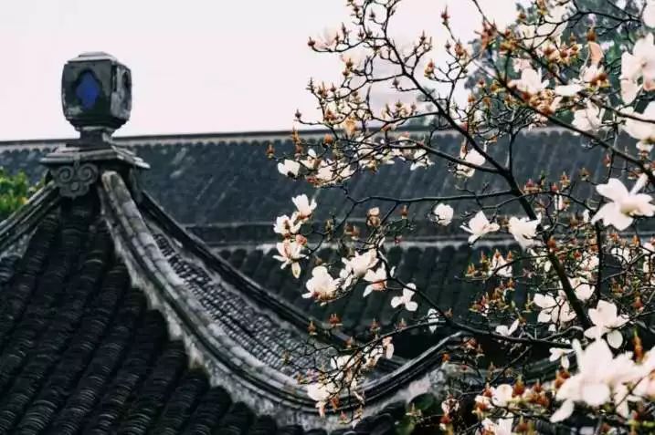 山花野鸟|园林花语