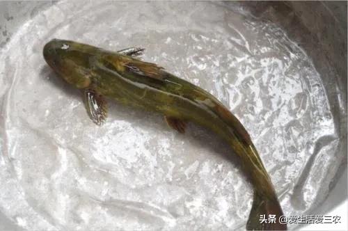 农村常见的野生动物有哪些,70年代的农村野生动物