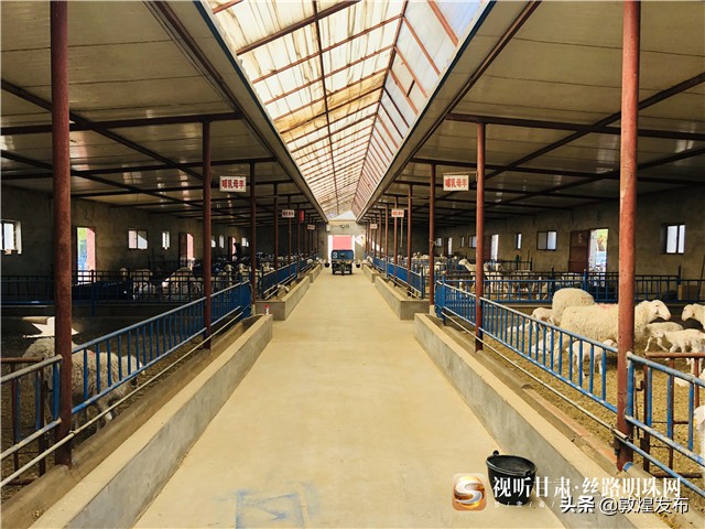 决战脱贫攻坚的微视频,甘肃武威民勤养羊