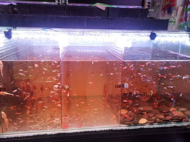 鱼缸黄水用什么过滤,鱼缸饲料黄水的处理方法