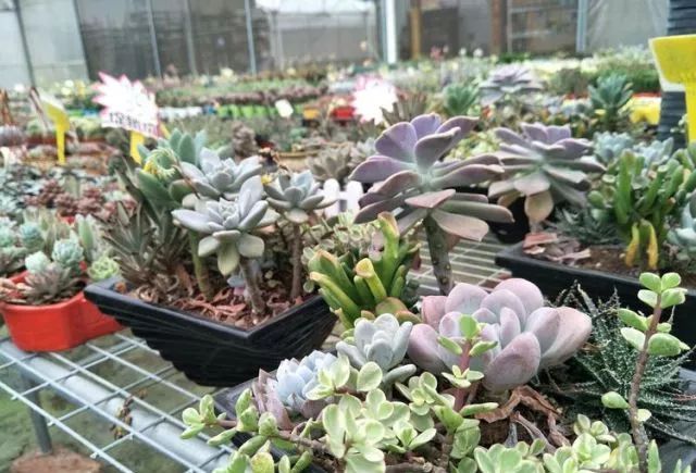 这个暑假去哪个地方玩不热,这个季节去从化有什么好玩的