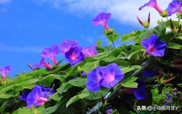 千字文作者周兴嗣简介,《千字文》全文注音版打印图片