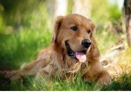 金毛犬十大优点,养金毛犬的优缺点及注意事项