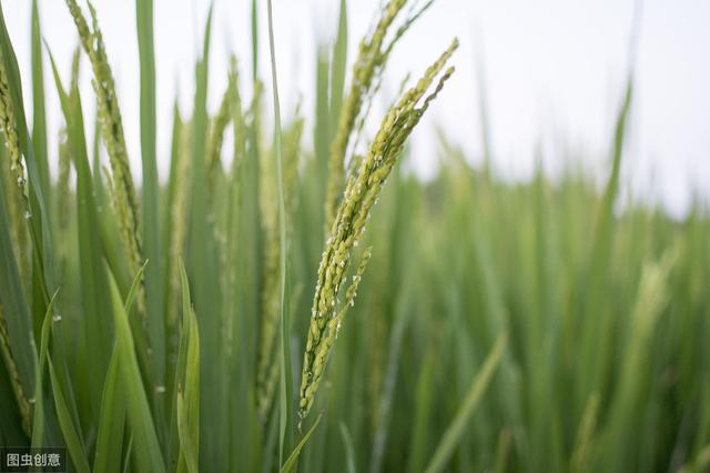 杂交水稻如何撒种,杂交水稻的种植技巧