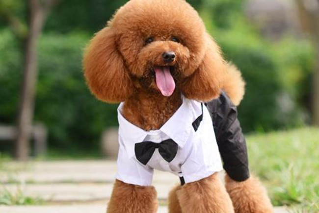 查一下泰迪犬脱毛是什么病症,泰迪狗脱毛是什么原因引起的