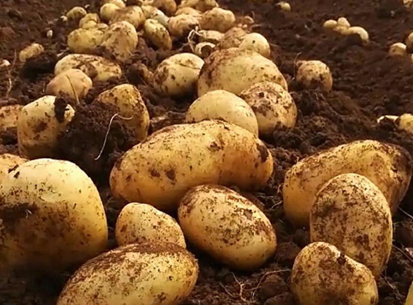 种什么农作物赚钱又稳当,农村最适合种植什么农作物挣钱