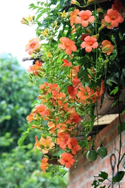 三种最旺家的爬藤植物,最好种的爬藤植物