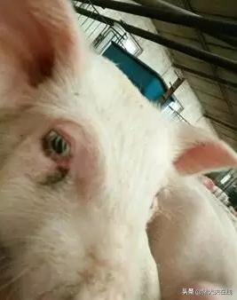 猪一直打喷嚏,猪不停的流鼻涕