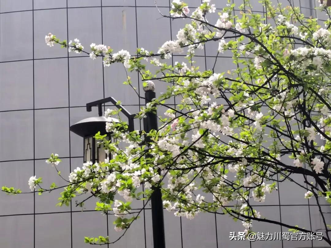 家长对学校家园合作评价,学生对绵阳南山中学评价