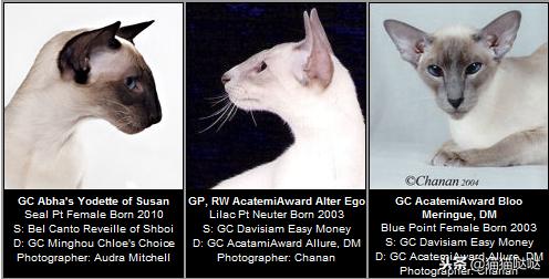 养猫新手买猫注意什么,新手养猫和买猫的注意事项