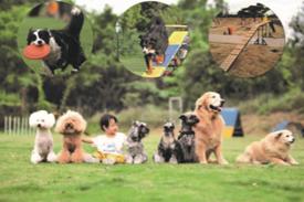 派特寻宠专业宠物搜救团队,派特守护者