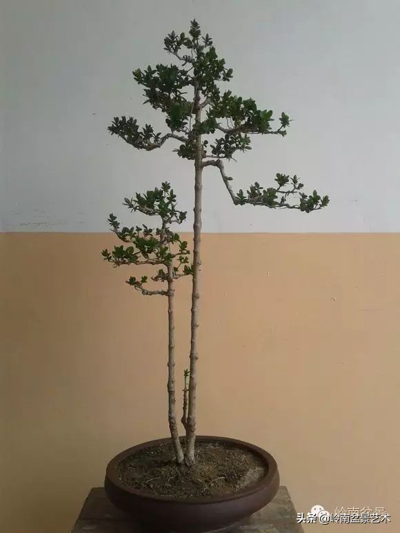 双干树,双干型果树