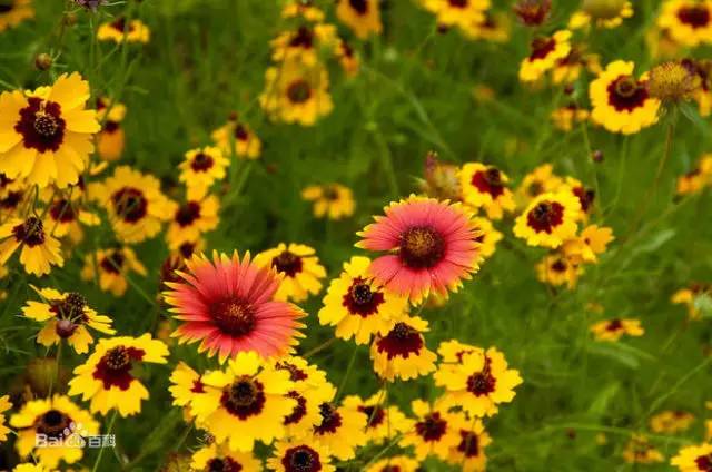 赏花时间表,赏花季节及图片