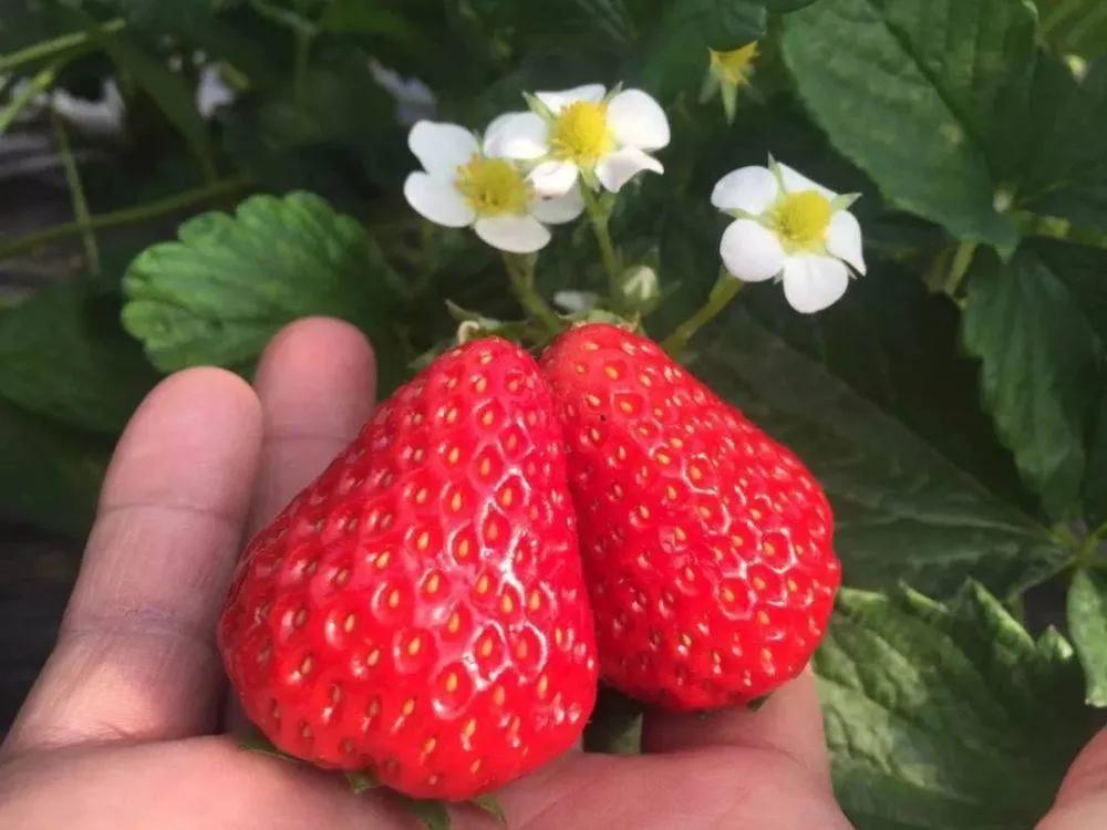 清明春游，官宣大庆五条炫彩路