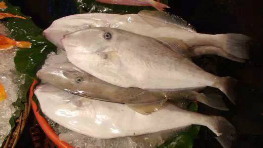 海鲜大全,最全海鲜冷知识