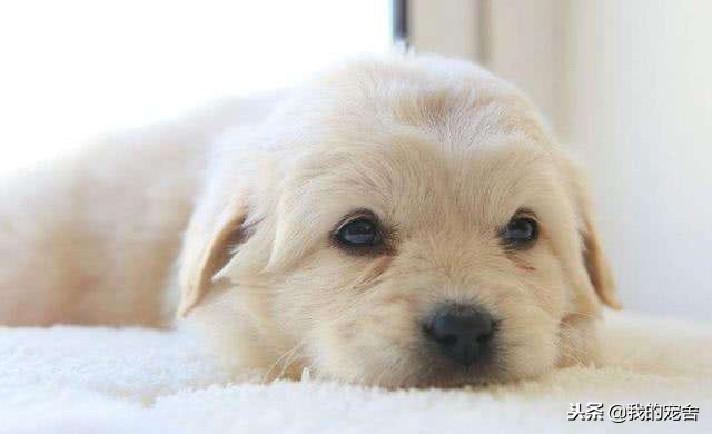 小狗有点拉肚子该怎么办,小狗有点受凉拉稀怎么办