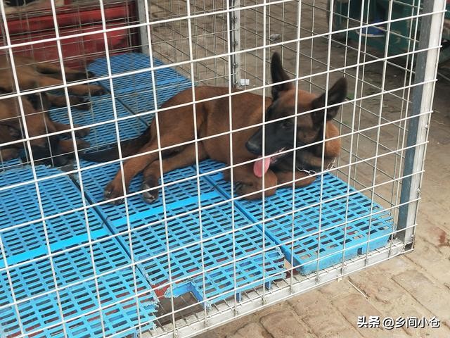 真正的狗市品种,哪里的狗市便宜品种又好种类又多