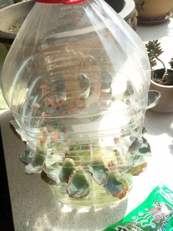 这3种多肉最适合新手,多肉扦插用什么方法最好