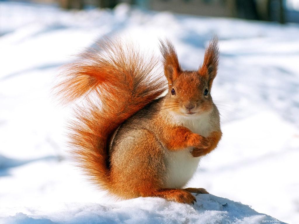 小型奇葩宠物推荐比较粘人又聪明,宠物雪山松鼠