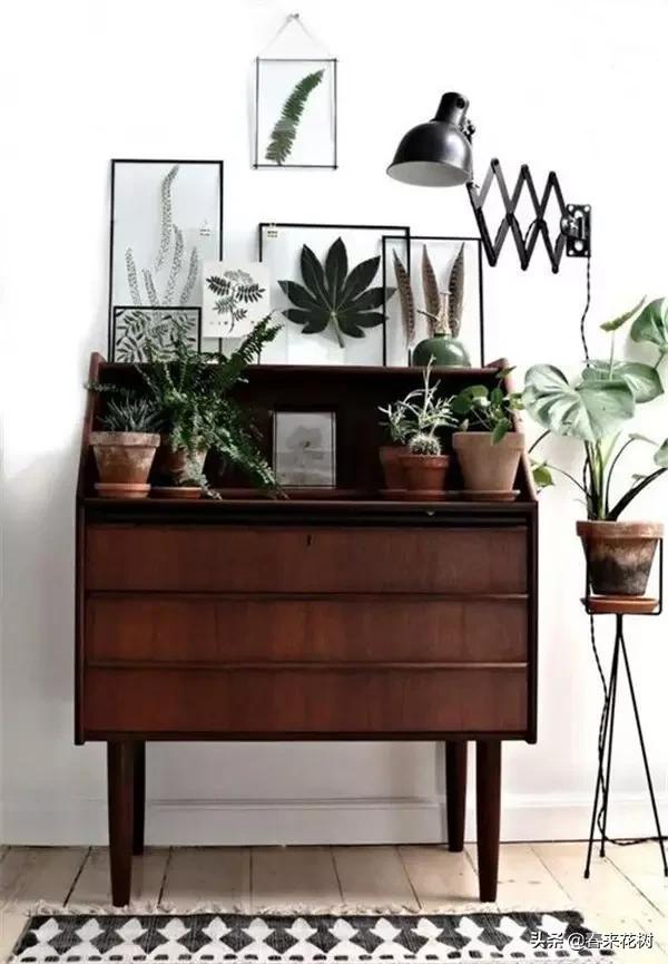 植物标本如何做简单又好看,植物能做什么手工